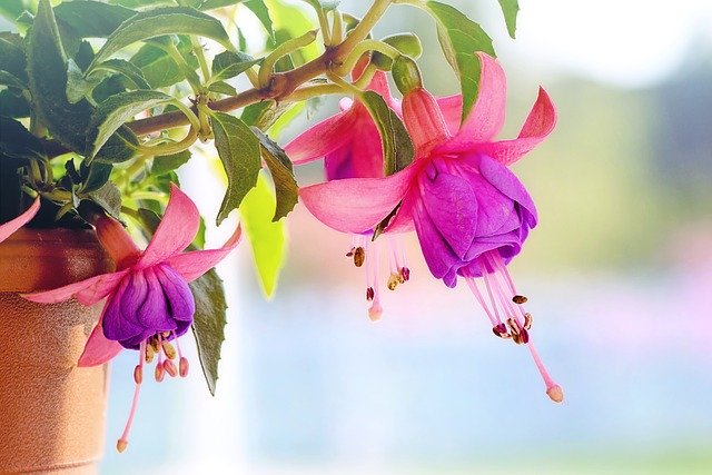 Fuchsia bloemen